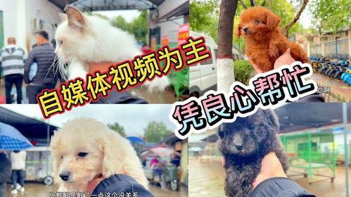 卖狗视频,视频背后的残酷真相
