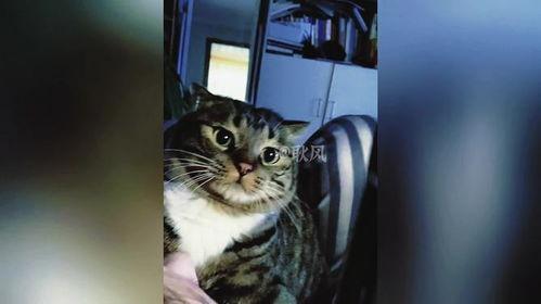 猫的搞笑视频,萌态百出，笑料连连