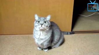 猫的搞笑视频,萌态百出，笑料连连