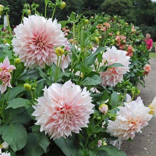 大丽花修剪视频,视频教程解析