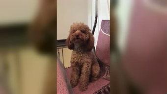 泰迪搞笑视频,笑出腹肌的欢乐时光