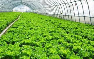 蔬菜大棚视频,蔬菜大棚里的现代农业奇迹