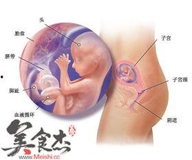 怀孕视频大全,怀孕视频大全回顾