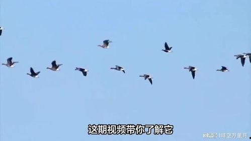大雁视频,探寻自然奇观与生态奥秘