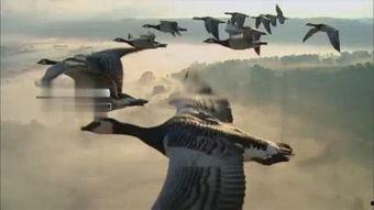 大雁视频,探寻自然奇观与生态奥秘