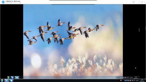 大雁视频,探寻自然奇观与生态奥秘