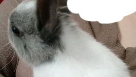 可爱兔子视频,兔子视频里的温馨时光