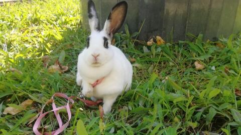 可爱兔子视频,兔子视频里的温馨时光