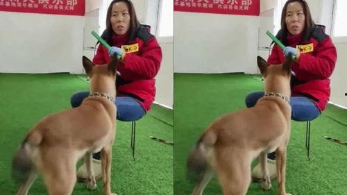 训练小狗视频,从零到一的趣味成长之旅