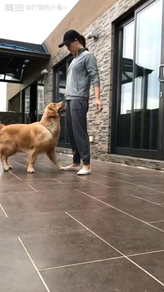 训练小狗视频,从零到一的趣味成长之旅