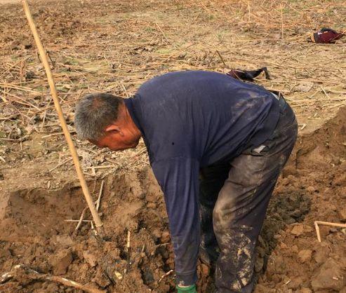 挖红薯视频,跟随视频见证田间劳作与收获喜悦