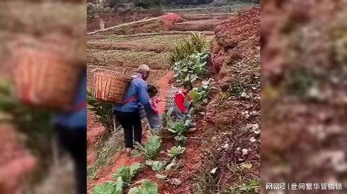 挖红薯视频,跟随视频见证田间劳作与收获喜悦