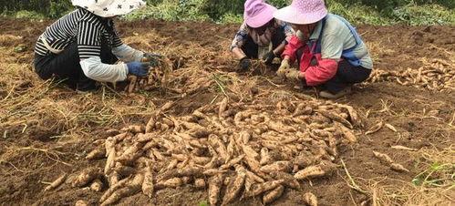 挖红薯视频,跟随视频见证田间劳作与收获喜悦