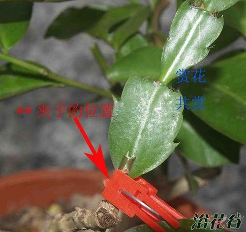 蟹爪兰的嫁接方法视频,视频教程详解