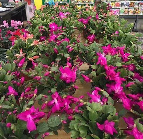 蟹爪兰的嫁接方法视频,视频教程详解