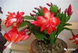 蟹爪兰的嫁接方法视频,视频教程详解