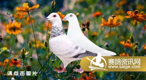 赛鸽视频,视频捕捉的飞翔瞬间