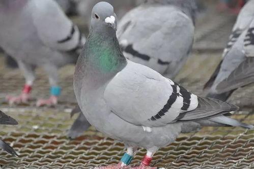 赛鸽视频,视频捕捉的飞翔瞬间