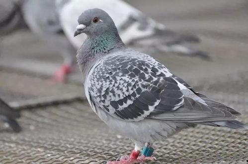 赛鸽视频,视频捕捉的飞翔瞬间