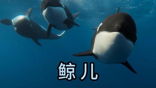 虎鲸视频,海洋霸主的生活掠影