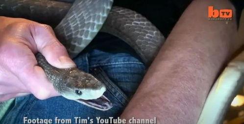 被蛇咬的视频,揭秘蛇咬事件现场