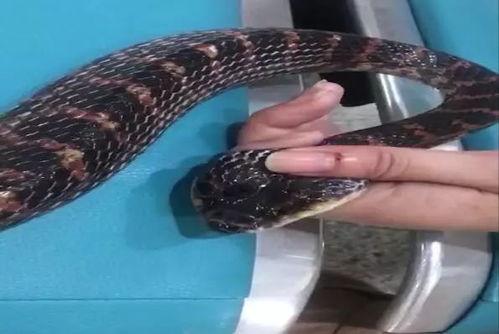 被蛇咬的视频,揭秘蛇咬事件现场