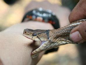 被蛇咬的视频,揭秘蛇咬事件现场