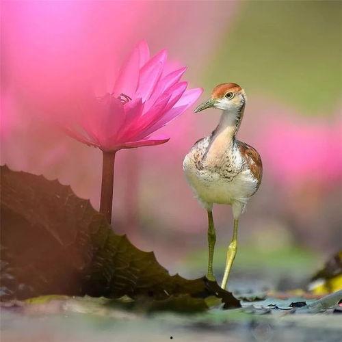 鸟飞视频,鸟飞视频中的自然奇观