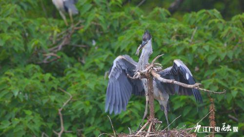 鸟飞视频,鸟飞视频中的自然奇观