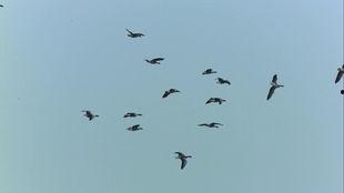 鸟飞视频,鸟飞视频中的自然奇观