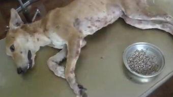 流浪狗寄生虫视频,揭示毛茸茸背后的健康危机