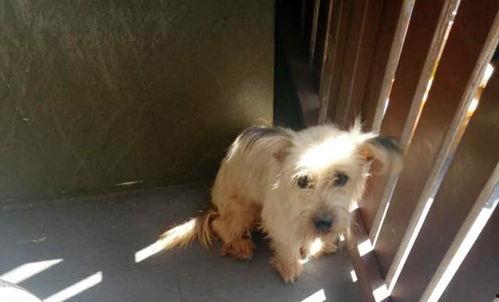 流浪狗寄生虫视频,揭示毛茸茸背后的健康危机