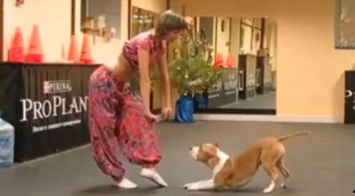 小狗跳舞视频,小狗欢快跳起可爱舞蹈