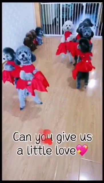 小狗跳舞视频,小狗欢快跳起可爱舞蹈