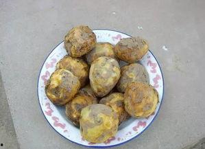 洋芋视频,揭秘土豆的多样魅力与烹饪技巧