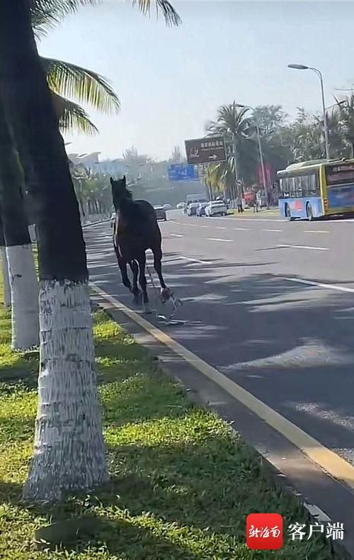 马跑视频,马跑视频精彩瞬间回顾