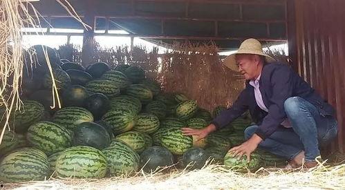 瓜农吃瓜网今日吃瓜,今日吃瓜大揭秘，热点事件一网打尽