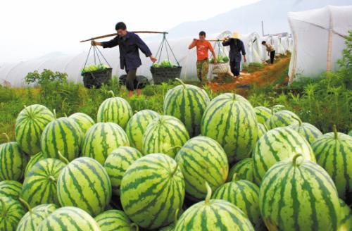 瓜农吃瓜网今日吃瓜,今日吃瓜大揭秘，热点事件一网打尽