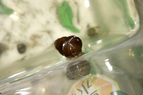 黑壳虾吃不吃水蓝瓜,揭秘水蓝瓜的诱惑