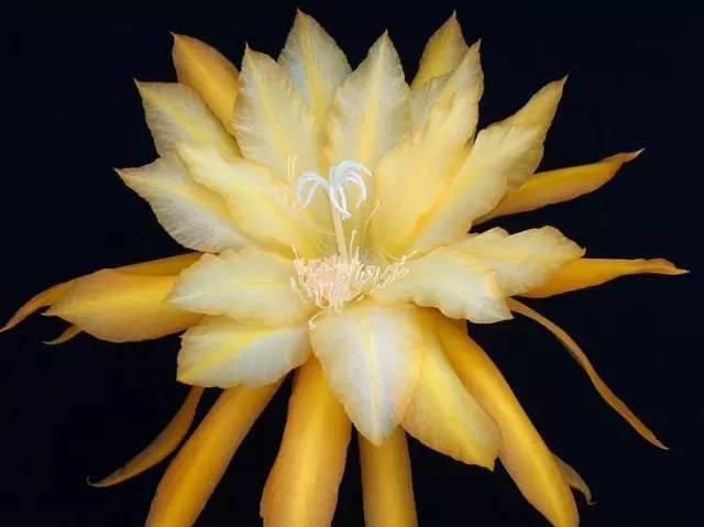 昙花视频,揭秘昙花视频的崛起与陨落