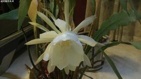 昙花视频,揭秘昙花视频的崛起与陨落