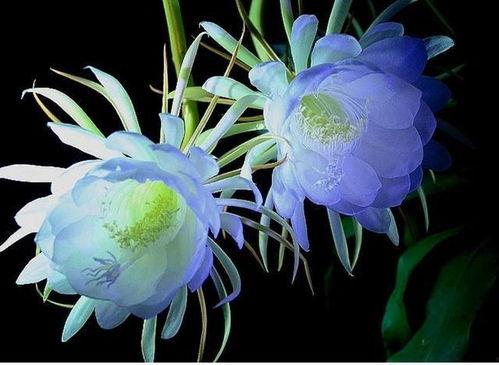 昙花视频,揭秘昙花视频的崛起与陨落