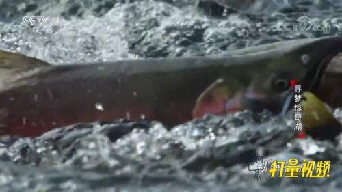 鱼打架视频,揭秘鱼儿间的“打架”瞬间