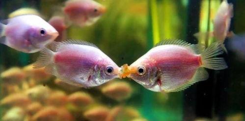 鱼打架视频,揭秘鱼儿间的“打架”瞬间