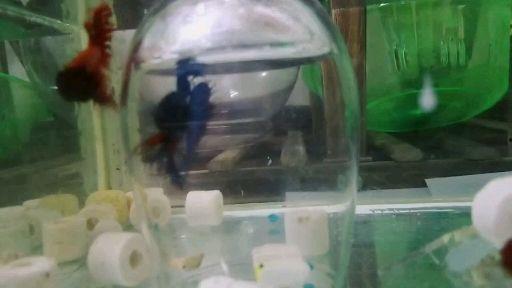 鱼打架视频,揭秘鱼儿间的“打架”瞬间