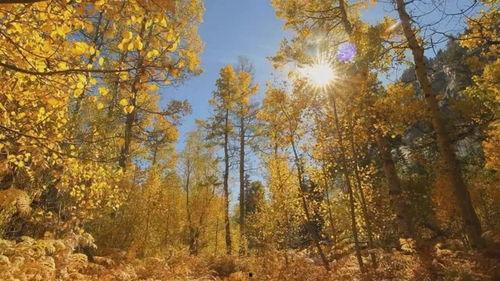 秋视频,捕捉秋日美景，尽享视觉盛宴