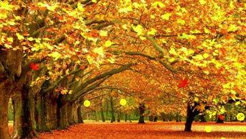 秋视频,捕捉秋日美景，尽享视觉盛宴