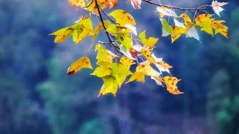 秋视频,捕捉秋日美景，尽享视觉盛宴