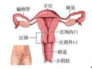 宫颈视频,视频揭秘宫颈检查全过程