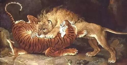 老虎战狮子视频,老虎与狮子的生死较量